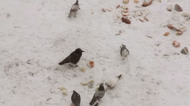 Palomas, cuervos y gorriones alimentándose con pan en la nieve, cámara móvil — Vídeos de Stock