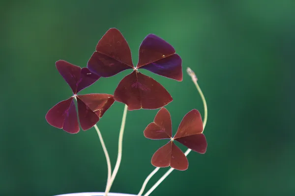 Red oxalis leaves — Stock Photo, Image