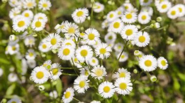 camomiles arka plan üzerinde Rüzgar titreme