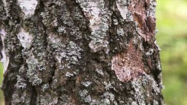 ağaç gövdesi, closeup görünüm hareketli kamera