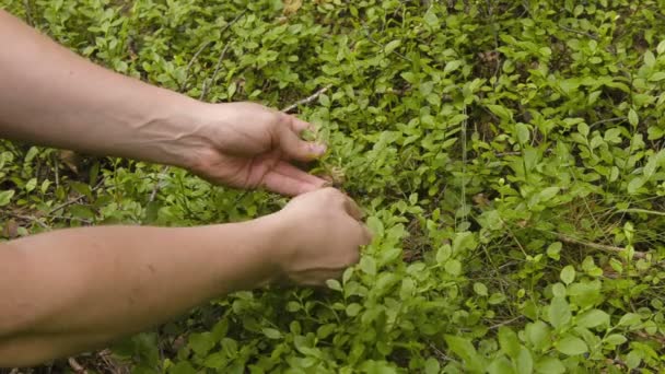 Человек собирает чернику в лесу — стоковое видео