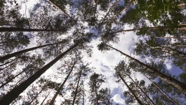 Forêt d'été avec tronc d'arbre et ciel nuageux. Vue grand angle 