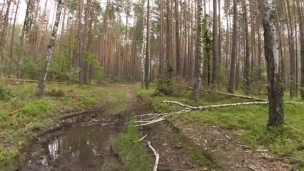 Walking pov i skogen, vidvinkelchodící pov v lese, široký úhel — Stock video