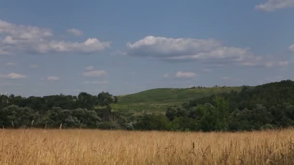 Timelapse avec nuages, ciel bleu, herbe sèche et forêt 