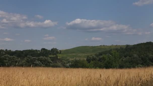 Timelapse met wolken, blauwe hemel, verdorde gras en bos — Stockvideo