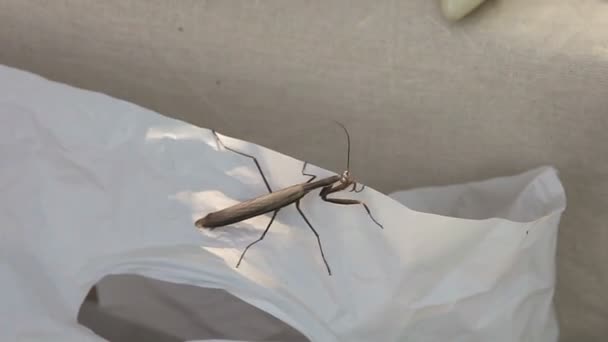 Mantis gris temblando en el viento — Vídeo de stock