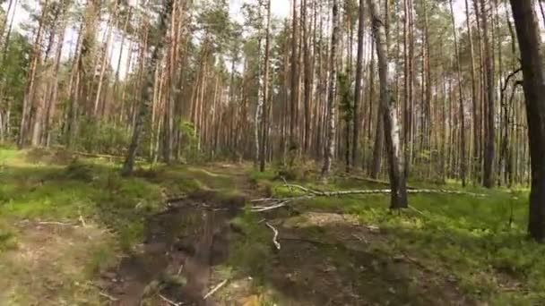 Punto di vista a piedi nella foresta, ampio angolo — Video Stock