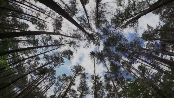 Timelapse w las lato z pnia drzewa i pochmurne niebo — Wideo stockowe