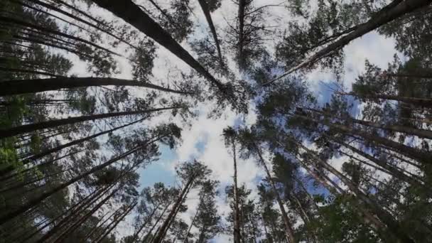 Zeitraffer im Sommerwald mit Baumstamm und bewölktem Himmel — Stockvideo