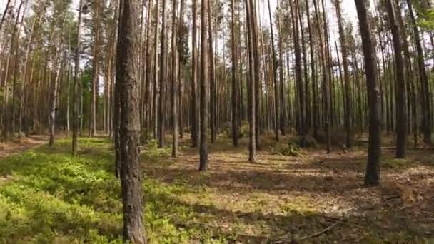 Balade POV dans la forêt, grand angle 