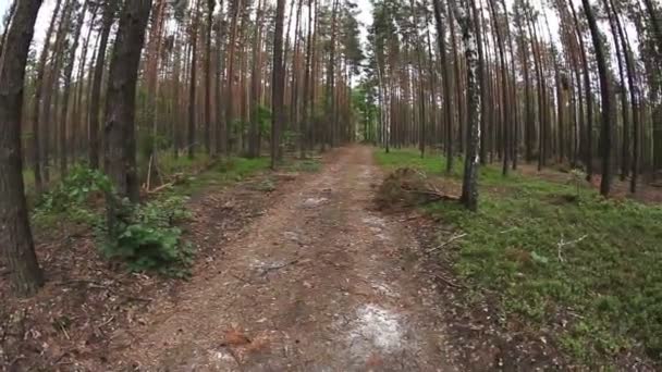 Running POV in the forest, wide angle — Stock Video