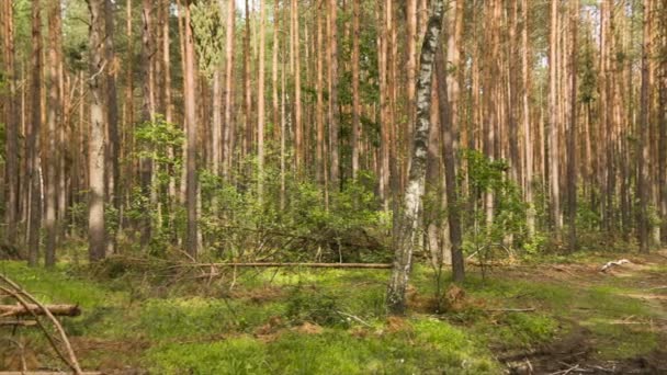 Bewegtkamera im Sommerwald mit Baumstamm — Stockvideo