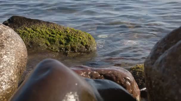 Water waves between stones on the sea beach — Stock Video