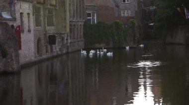 Kanal, bruges, Belçika Yüzme Kuğu
