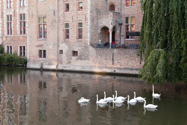 Swans swimming in the channel in Bruges — Stock Photo, Image