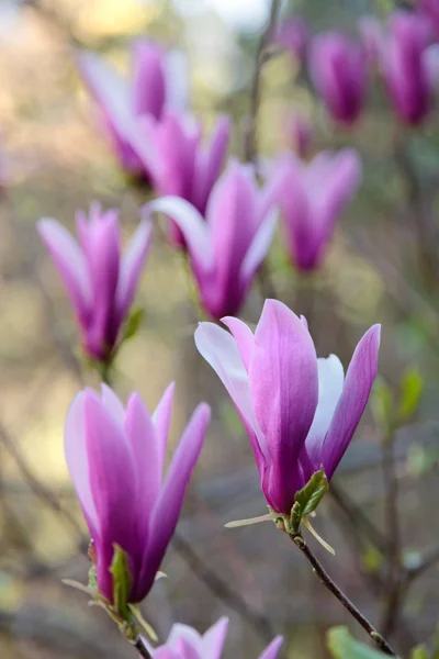 Magnolia acuminata flowers closeup view — Stock Photo, Image
