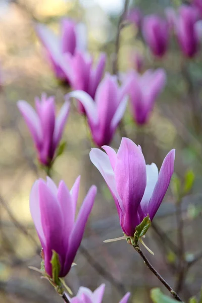 Magnolia acuminata flowers close seup view — стоковое фото