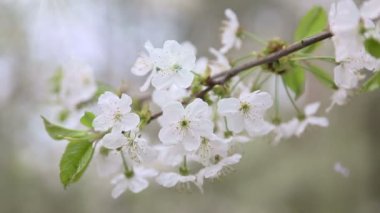 kiraz ağacı dalı ve güneş ışınları, Bahar