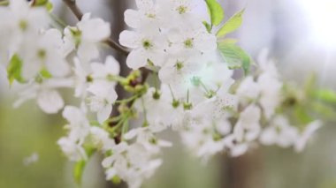 kiraz ağacı dalı odaklanmak yay, değiştirme