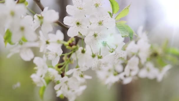 Veranderende focus op kersenboom branch in voorjaar — Stockvideo