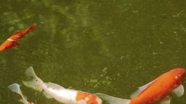 Carp fish of different color in the pond — Stock Video