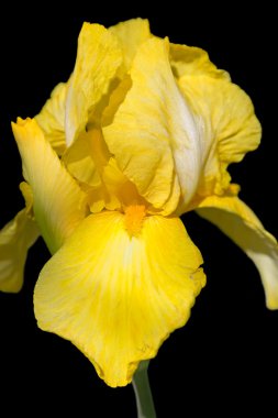 siyah üzerine izole sarı iris çiçeği