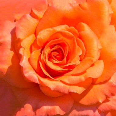 Sevgiliye arka plan dostum