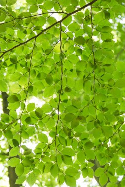 yeşil yapraklar arkaplan