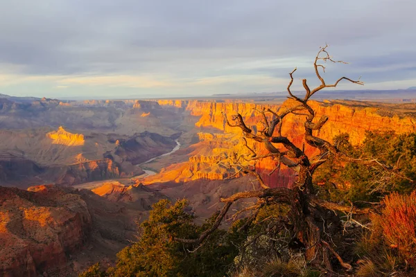 Gran Cañón Atardecer Con Coloridos Acantilados Árboles Muertos Río Colorado — Foto de Stock