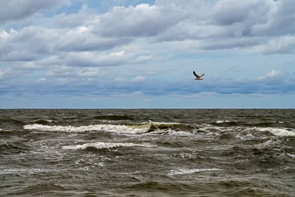 Штормовое Балтийское Море Облаками Летающей Чайкой Паланга Литва — стоковое фото