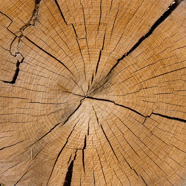 Aged bark — Stock Photo, Image