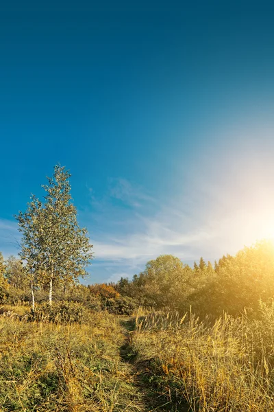 Hintergrund Wald — Stockfoto