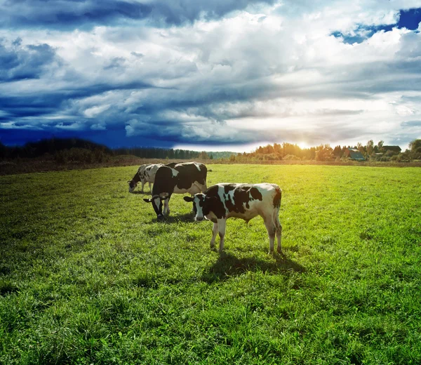 La lluvia va a los pastos — Foto de Stock