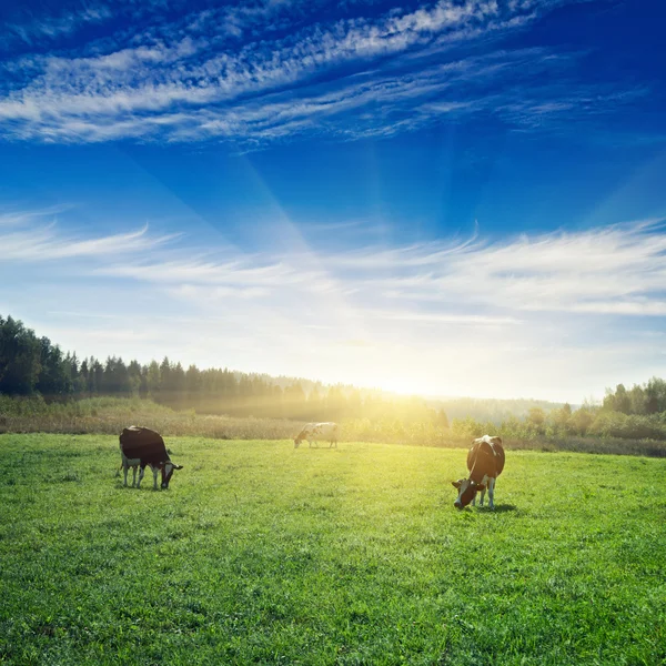 Grasland zonsopgang — Stockfoto