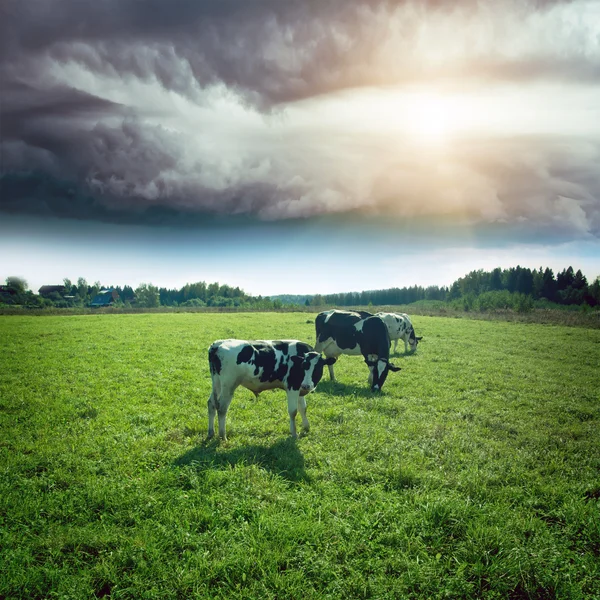 Kasırga çayır üzerinde