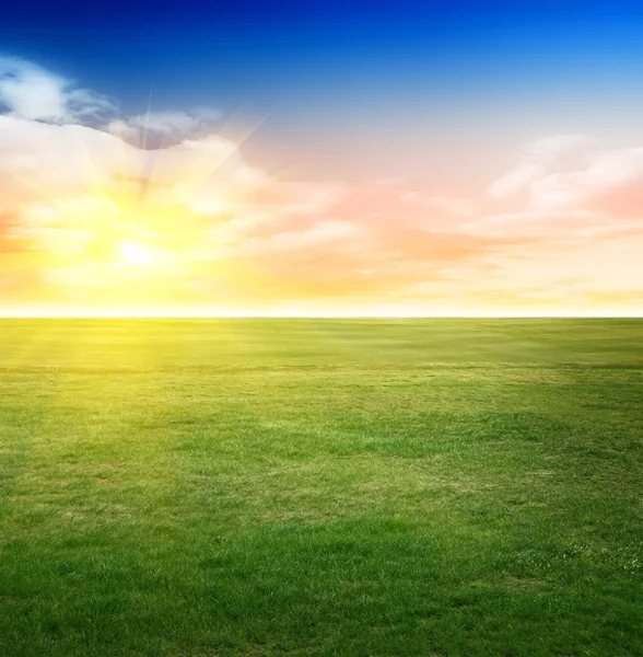 Zomer achtergrond van een veld — Stockfoto