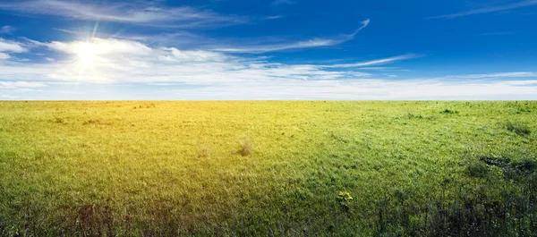 Summer field panorama — Stock Photo, Image