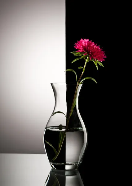 Flor aster vermelha — Fotografia de Stock