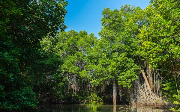 Jungle bos — Stockfoto