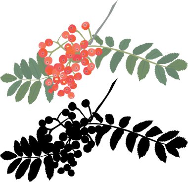 sonbahar rowan berry Dalı