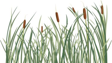 Reed and green grass background clipart