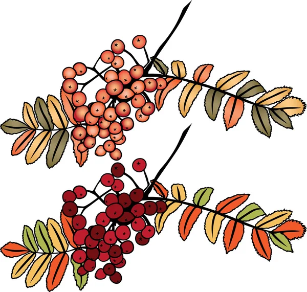 Autumn rowan berry branch — Stock Vector