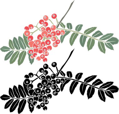 Rowan berry Dalı şablon