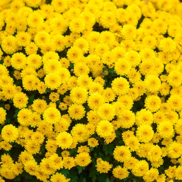 Yellow flowers blossom — Stock Photo, Image