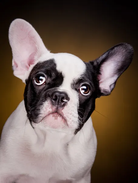 Lustige Französische Bulldogge Welpe — Stockfoto