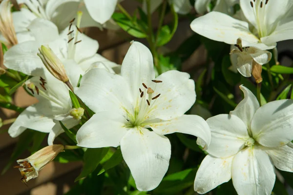 White lily in garden — Stock Photo, Image