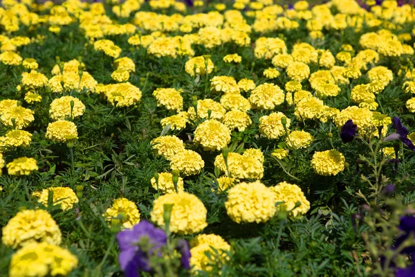 黄色の花 — ストック写真