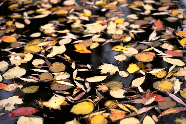 Herbstliches Laub schwimmt in den ruhigen Gewässern des Teiches. Nahaufnahme — Stockfoto