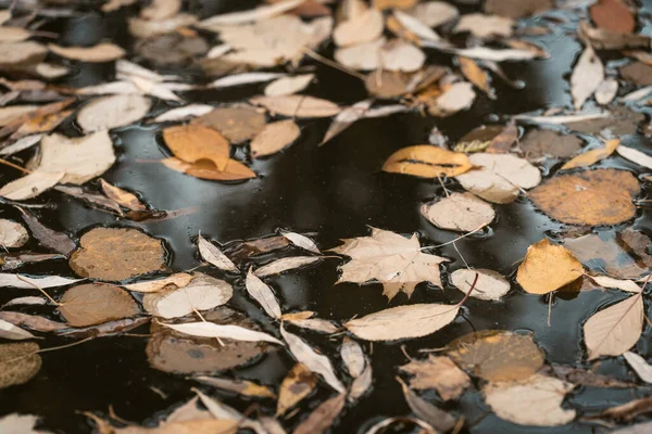 Autumn Leaves in Dark Rainwater. Cloudy Autumn Day Full of Depression, Melancholy , Sadness ,Blues and Sorrow. Close-up — Stock Photo, Image