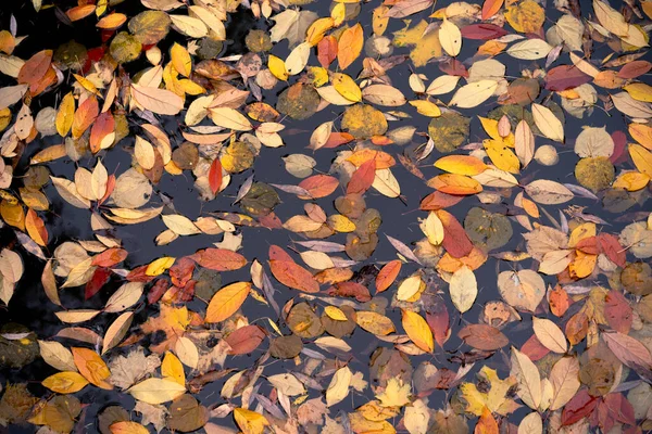 Hojas de otoño brillantes en un estanque. Otoño en el Parque de la Ciudad. Primer plano — Foto de Stock